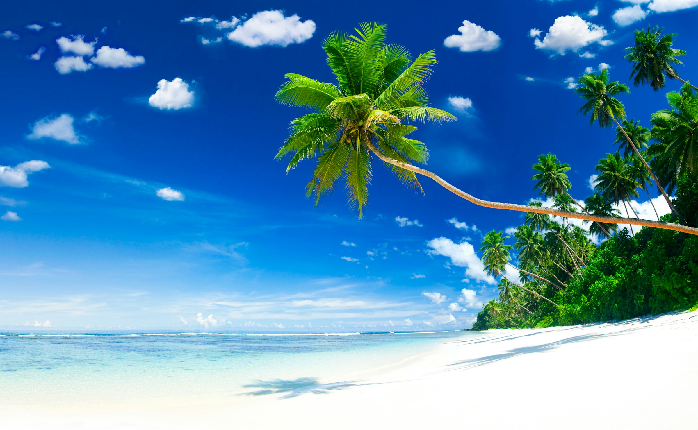Palm trees over a quiet beach